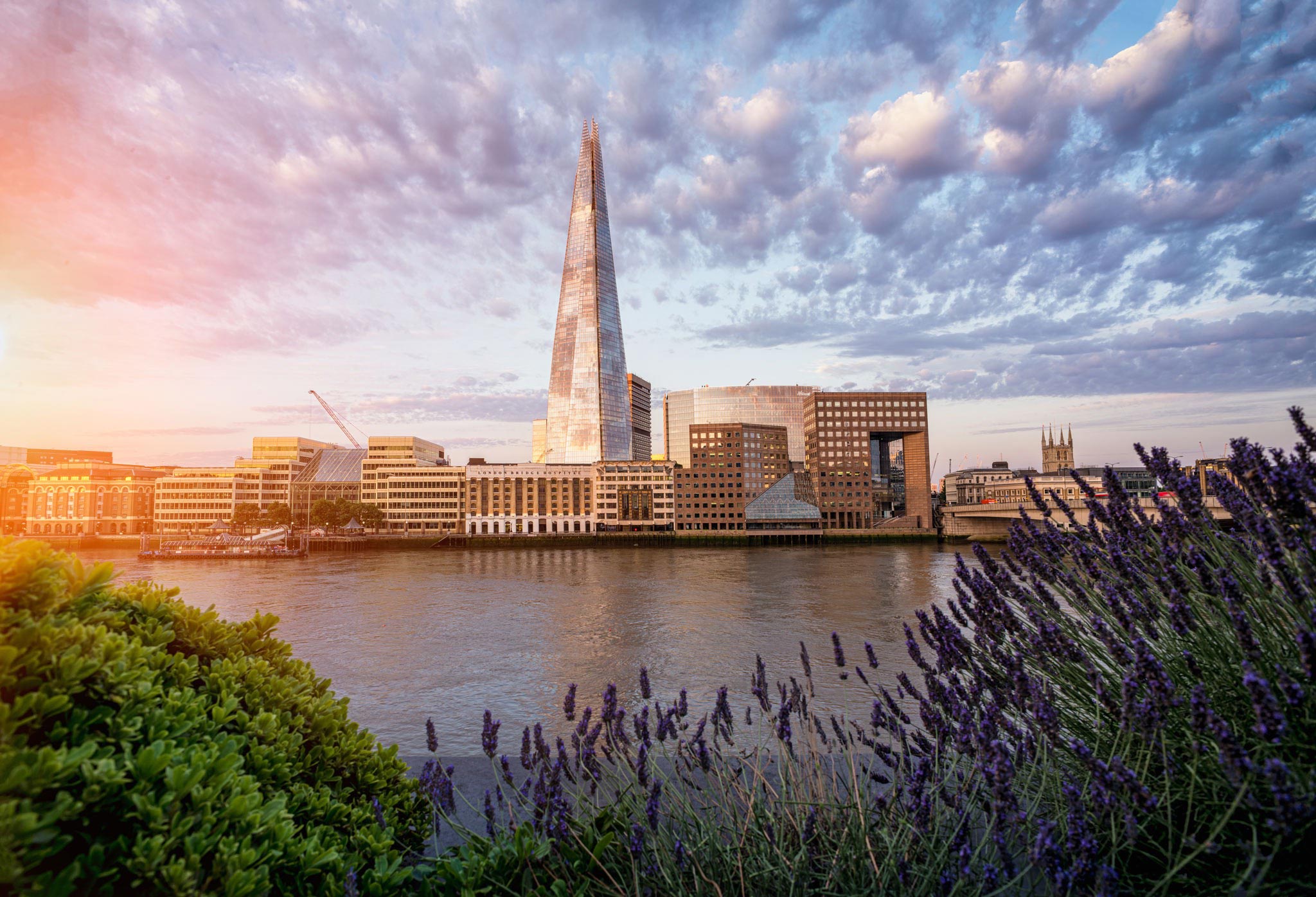Captivating early morning shot of the Shard, a London landmark, captured by Wright Content. Lavender flowers in the foreground complement the iconic Shard building across the River Thames. The sky features scattered clouds, illuminated by the sunrise, casting a warm glow on the Shard's glass exterior.